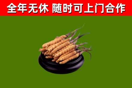 宝坻回收散虫草